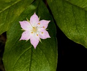 Trientalis latifolia 18-0679